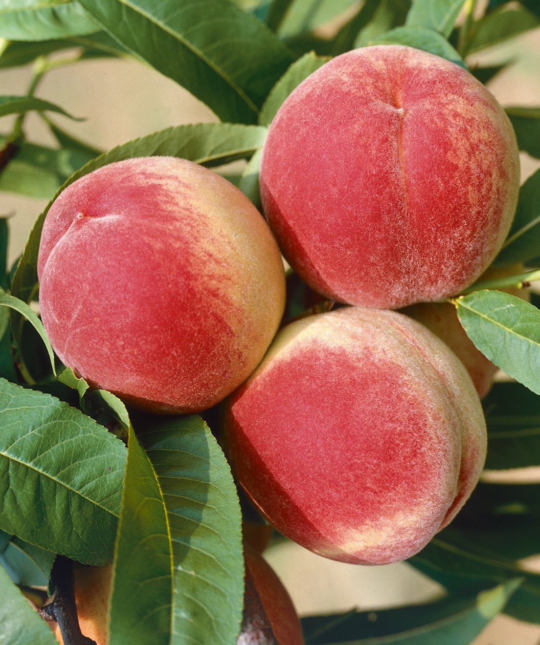 3 RED HAVEN PEACH Fruit Tree (FF) Cutting Rooting Grafting SCION WOOD SCIONWOOD10-12.