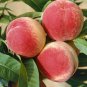 3 RED HAVEN PEACH Fruit Tree (FF) Cutting Rooting Grafting SCION WOOD SCIONWOOD10-12.