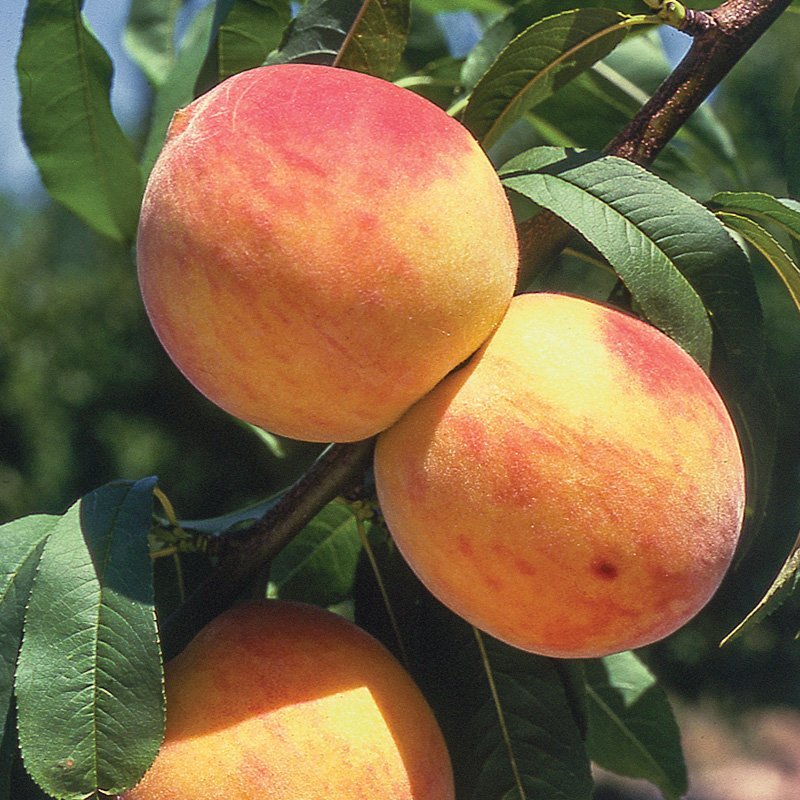 3 RELIANCE PEACH Fruit Tree (FF) Cutting Rooting Grafting SCION WOOD SCIONWOOD 10-12.
