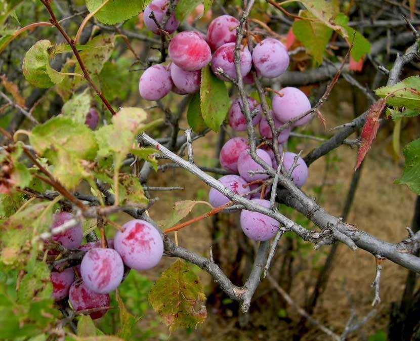 3 AMERICAN PLUM Fruit Tree (FF) Cutting Rooting Grafting Scion Wood SCIONWOOD 10-12""