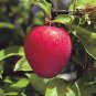 3 SUPERIOR PLUM Fruit Tree (FF) Cutting Rooting Grafting Scion Wood SCIONWOOD 10-12""