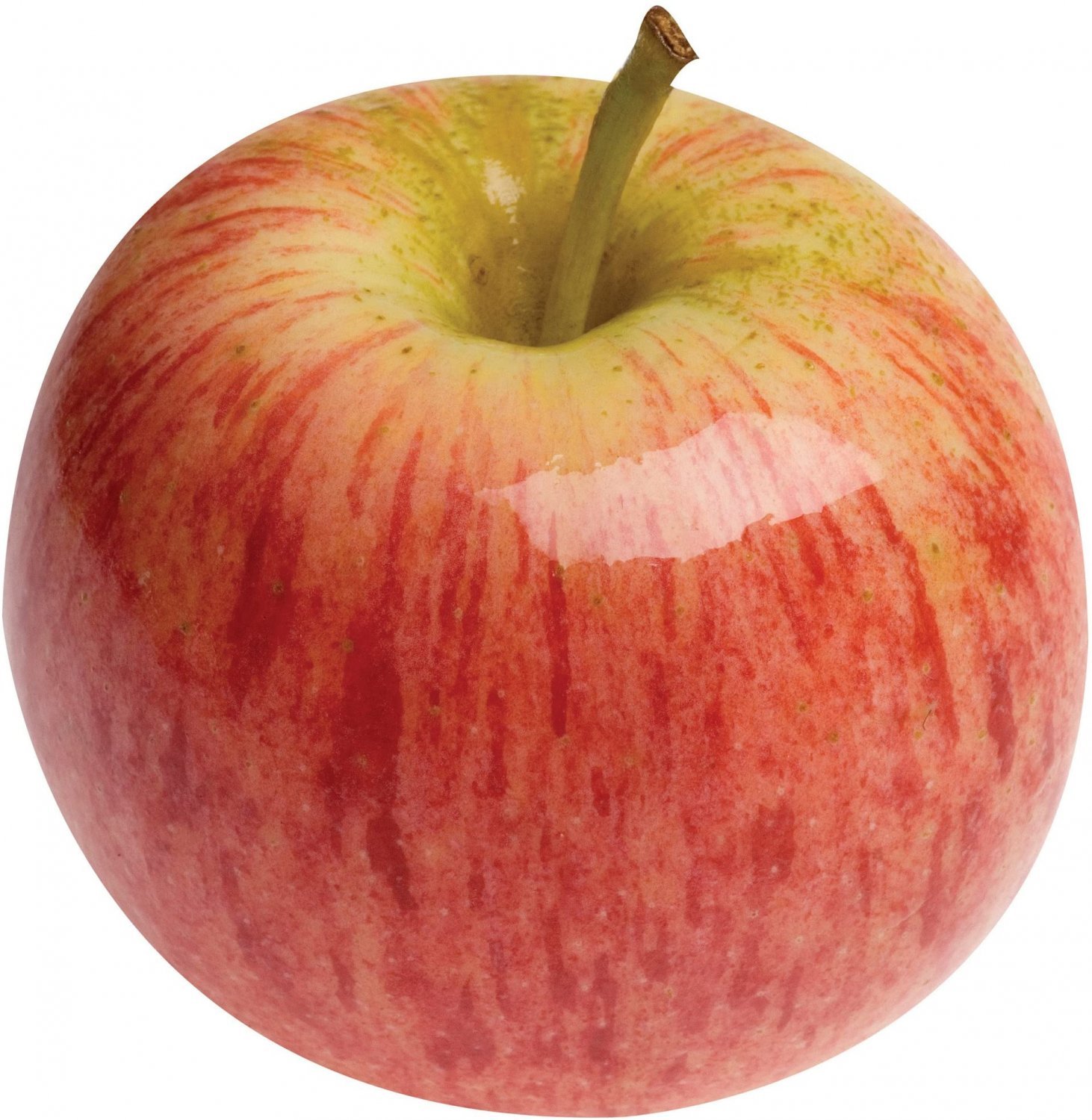 3 GALA APPLE Fruit Tree (FF) Cutting Rooting Grafting Scion Wood SCIONWOOD 10-12.