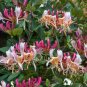 ~Serotina Belgica~Honeysuckle Vine Plant Late Dutch Lonicera~HUMMINGBIRD HEAVEN!