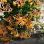 Mandarin Honeysuckle Lonicera Vine Starter Plant~Butterfly &Hummingbird Paradise