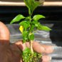 Starter Plant - Seedling Plant - Gentleman Hot Pepper live plants (Aji Caballero)