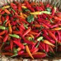 Starter Plant - Seedling Plant - Aji Picante Spicy Pepper from Puerto Rico live plant'