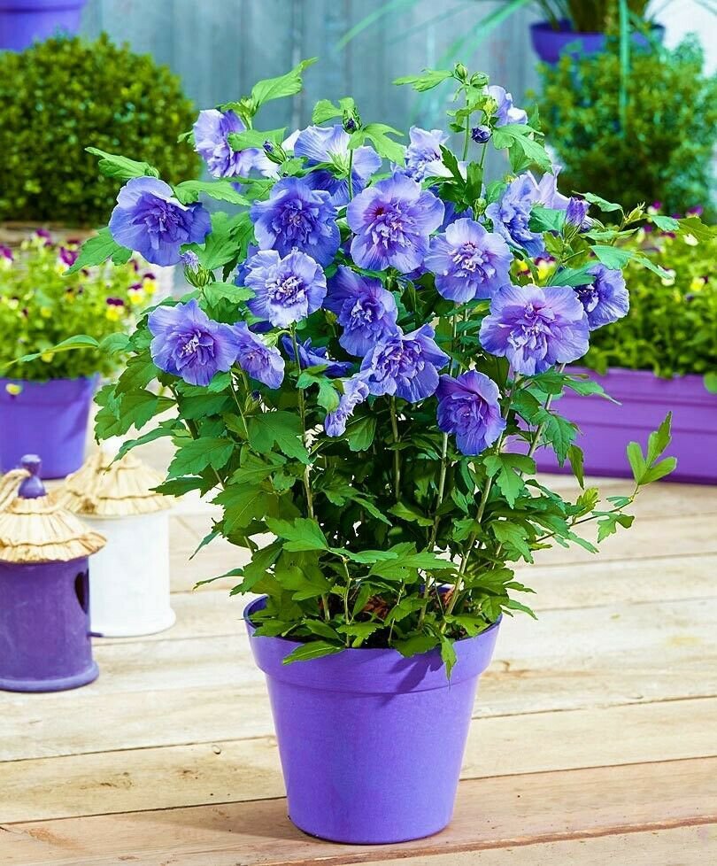 ~~PROVEN WINNERS BLUE CHIFFON~~ Rooted Hibiscus Syriacus Starter Plant*