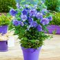 ~~PROVEN WINNERS BLUE CHIFFON~~ Rooted Hibiscus Syriacus Starter Plant*