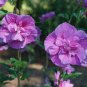 ~~PROVEN WINNERS DARK LAVENDER CHIFFON~~ Rooted Hibiscus Syriacus Starter Plant*