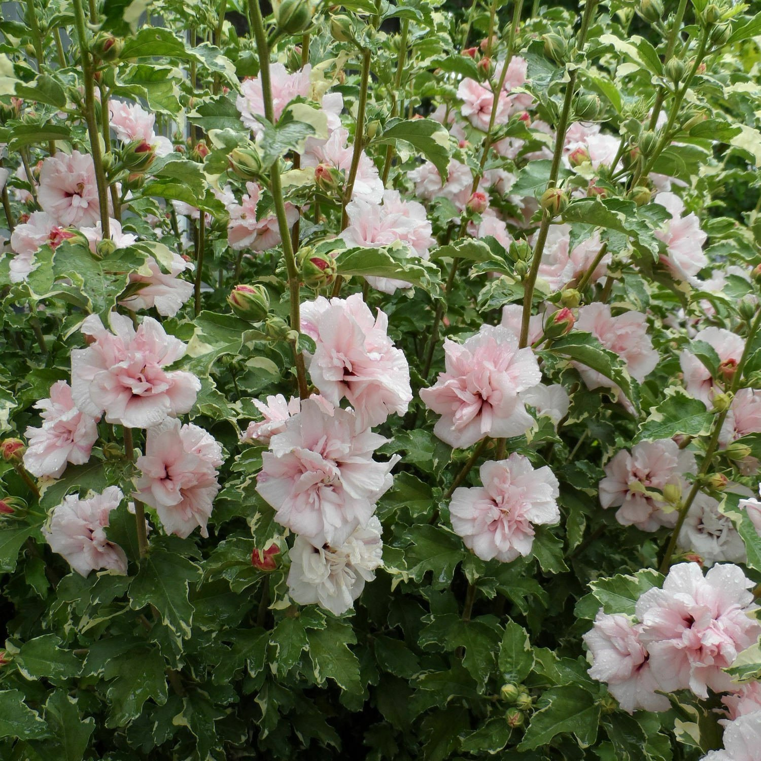 ~~PROVEN WINNERS SUGAR TIP~~ VARIEGATED Rooted Hibiscus Syriacus Starter Plant*