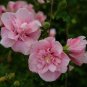 ~~PROVEN WINNERS PINK CHIFFON~~ Rooted Hibiscus Syriacus Starter Plant*