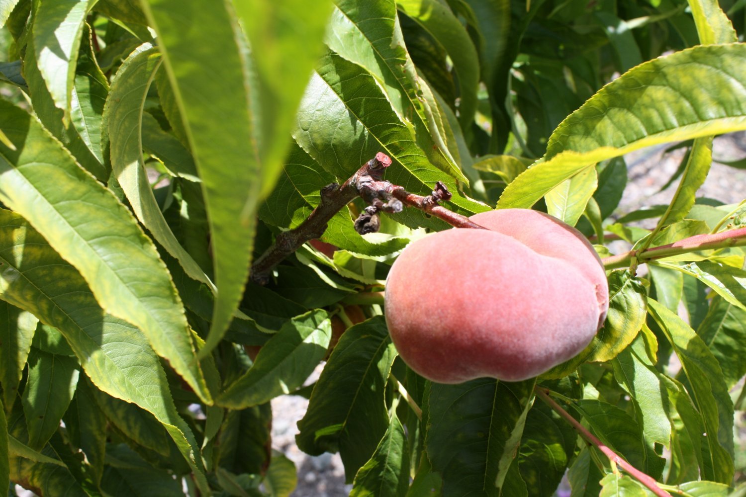 3 SWEET CAP DOUGHNUT PEACH Flat Donut (FF) Cutting Rooting Grafting SCION WOOD 10-12.