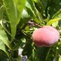 3 SWEET CAP DOUGHNUT PEACH Flat Donut (FF) Cutting Rooting Grafting SCION WOOD 10-12.