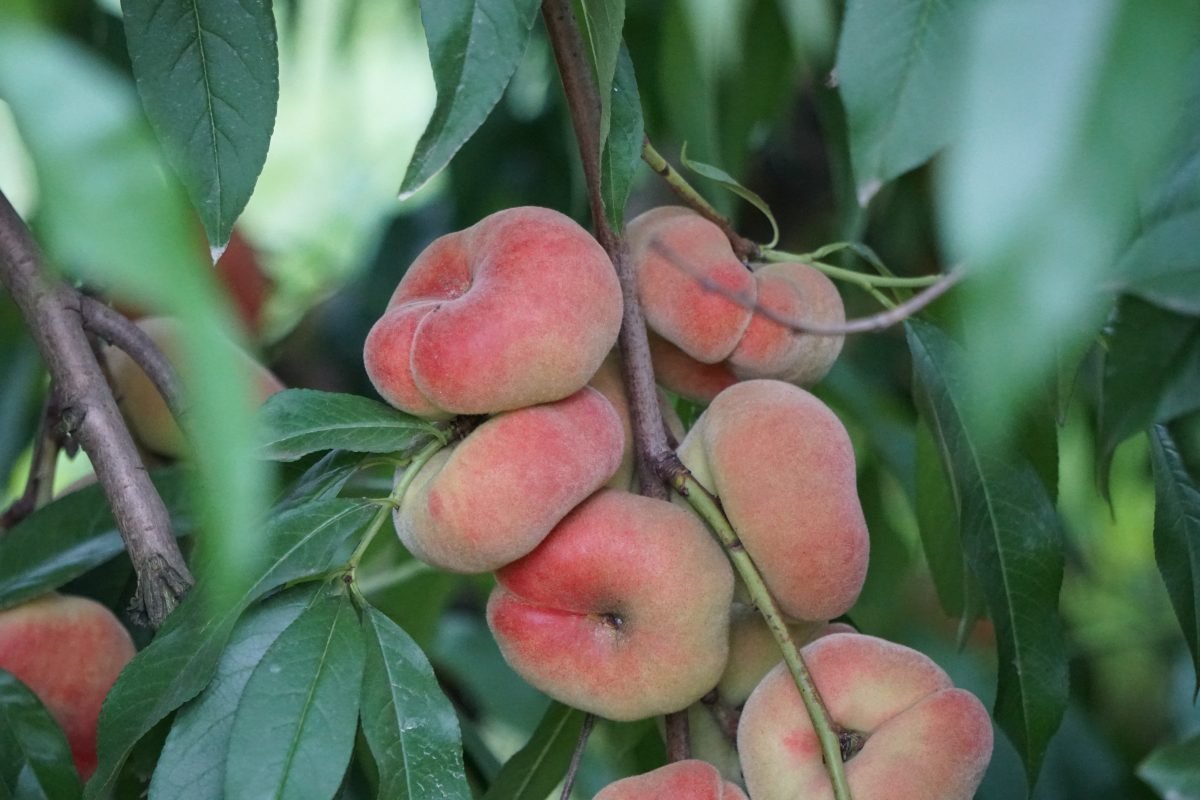 3 SATURN DOUGHNUT PEACH Flat Donut Fruit Tree (FF) Cutting Grafting SCION WOOD 10-12.