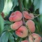 3 SATURN DOUGHNUT PEACH Flat Donut Fruit Tree (FF) Cutting Grafting SCION WOOD 10-12.