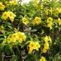 ~~BROWN BUD Allamanda~~Hendersonii Vine Plant Tropical Yellow Big Bell Flower