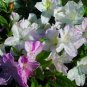 ~~AUDREY MARIE ~~Azalea Rhododendron Starter Plant~~WHITE WITH PURPLE STRIPES~~