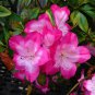 ~~VIBRANT~~Azalea Rhododendron Deciduous Starter Plant~~STUNNING BI-COLOR BLOOMS