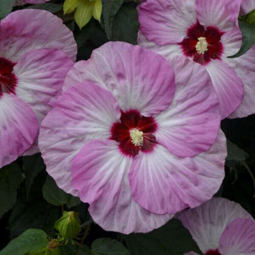 Hardy Hibiscus Spinderella Large Roots See Photo Ship Spring