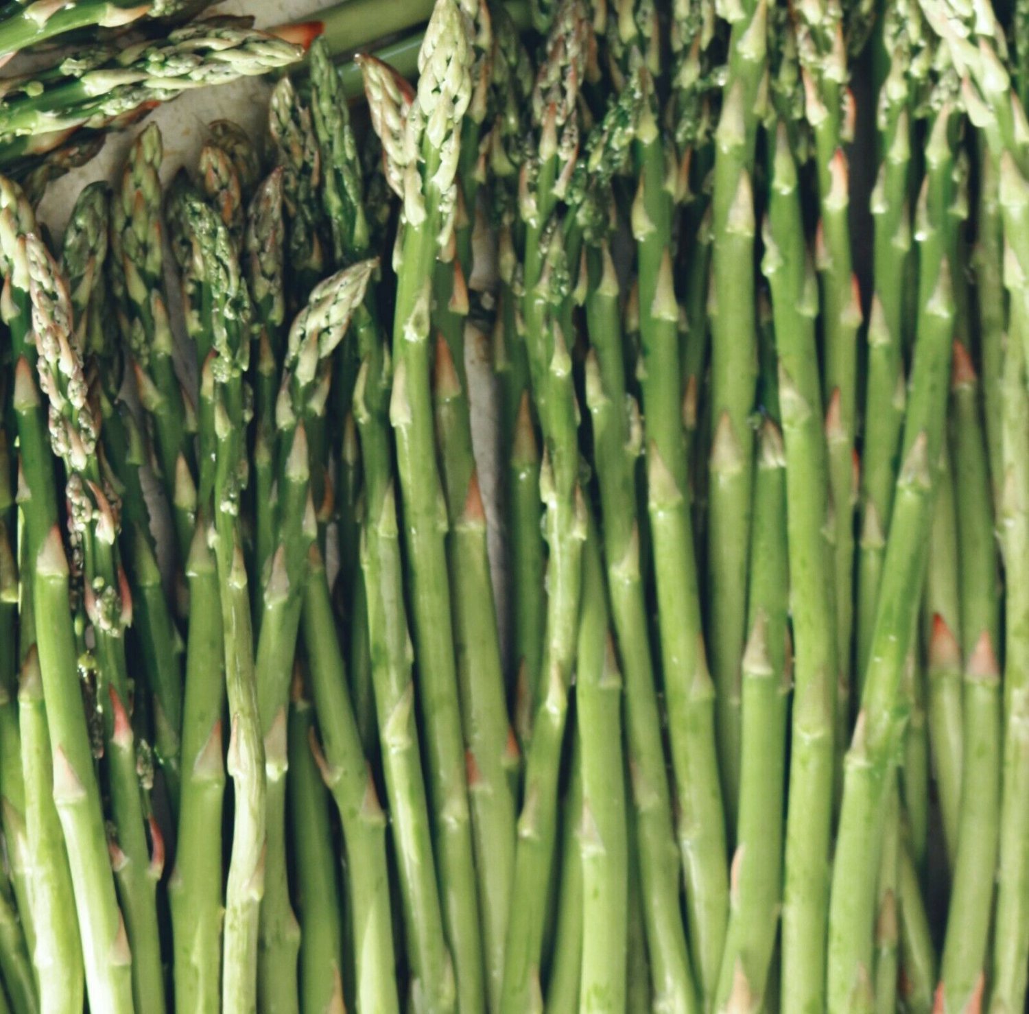 6Pack Asparagus Live Plant Plugs, (not just crowns) Mary Washington