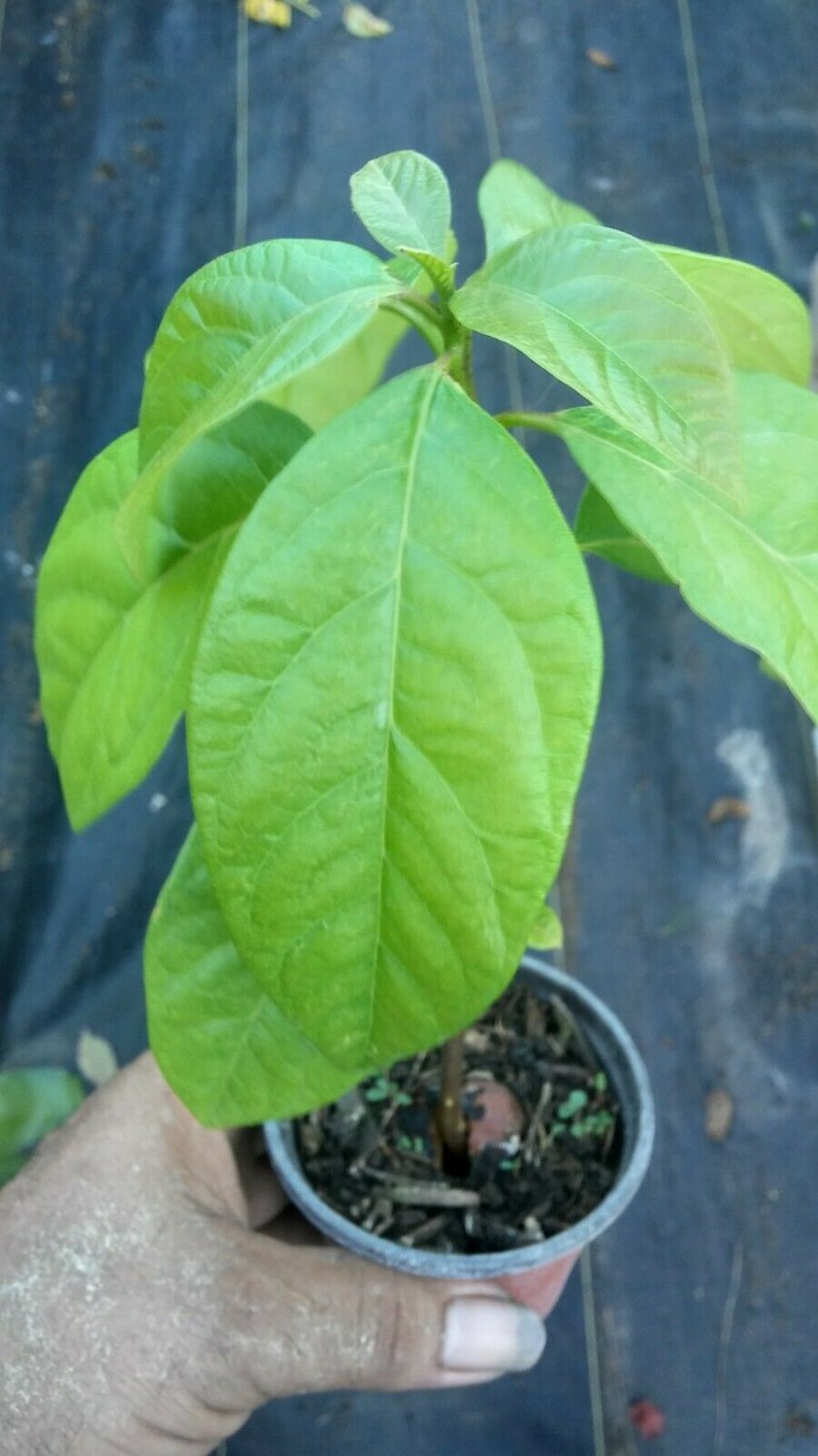 Starter Plant - Seedling Plant - avocado tree live aguacate fruit 5'' to 8''