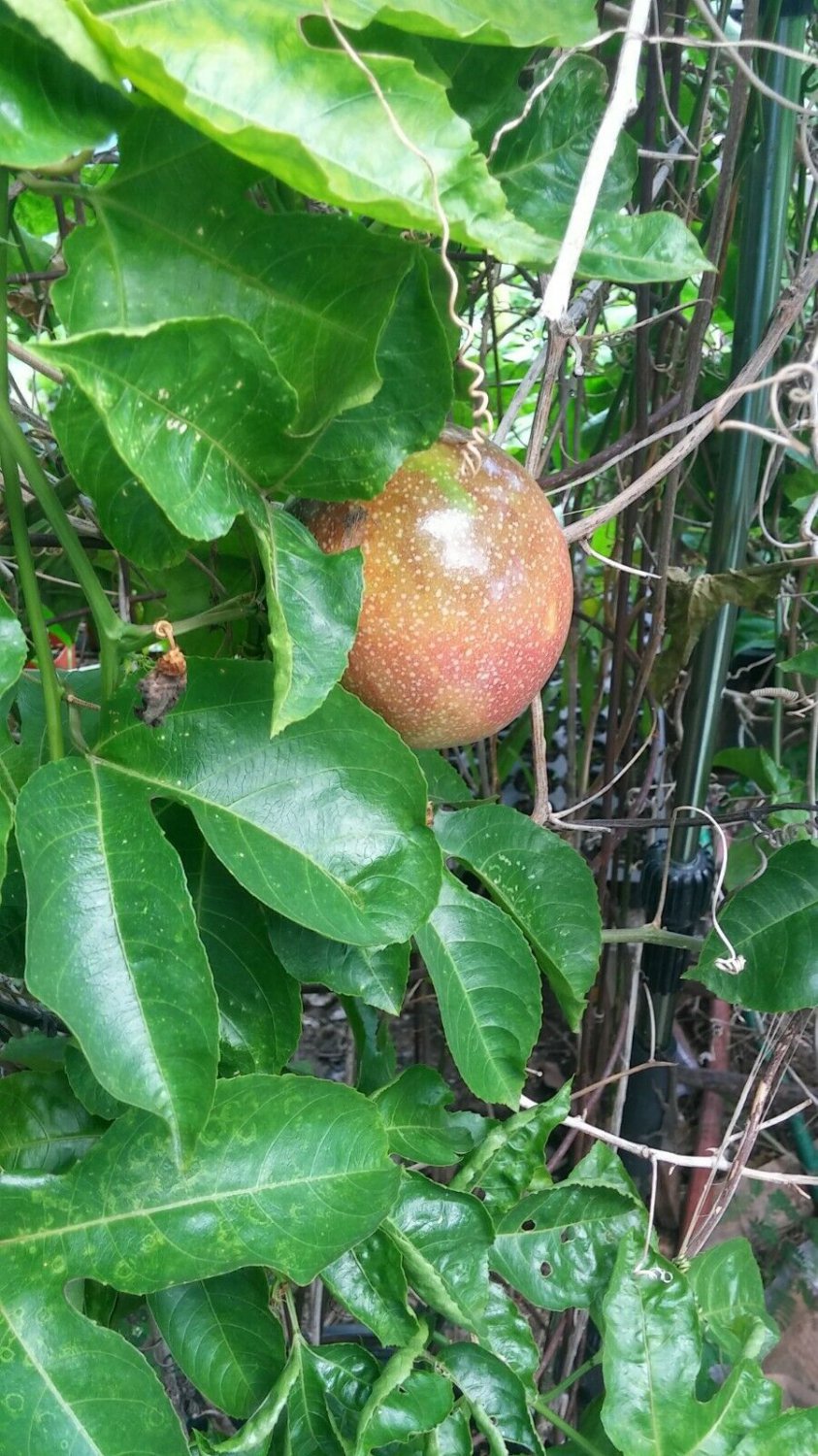 Starter Plant - Seedling Plant -Passion Fruit plant live the fruit is big