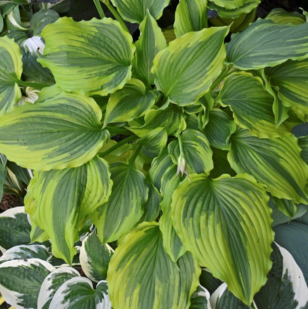 hosta ONE LAST DANCE medium wavy yellow ruffles 3" pot = 1 Live Potted Plant