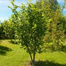 1 American Hazelnut Shrub-Tree 12-18 inches Tall