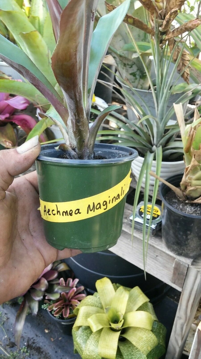 bromeliad aechmea maginali live plant