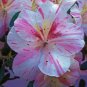 ~~AMY~~Azalea Rhododendron Deciduous Starter Plant~~WHITE WITH PINK STRIPES!!!