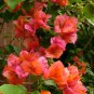Well Rooted **SUNDOWN ORANGE** Bougainvillea starter/plug plant*