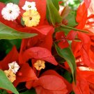 Well Rooted **FLAME ** Bougainvillea starter/plug plant*SHIPS BARE ROOT