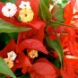 Well Rooted **FLAME ** Bougainvillea starter/plug plant*SHIPS BARE ROOT