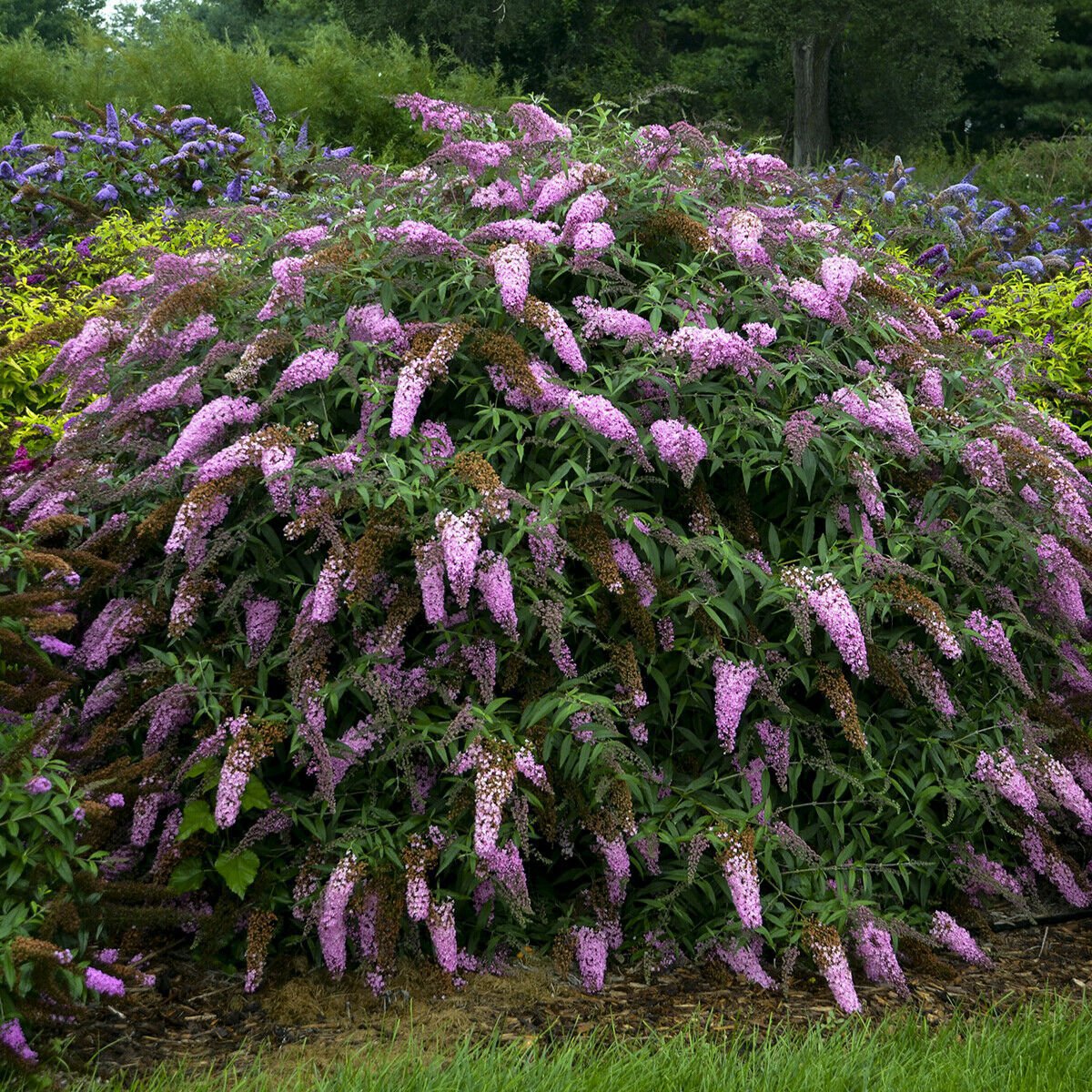 bush buddleia PINK CASCADE arched butterfly shrub 2.5" pot = 1 Live Potted Plant