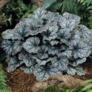 sachin and babi light blue dress Heuchera – Hostas on the Bluff main image 0