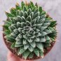 6 Inch Aristaloe aristata 'Lace Aloe' Succulent Plant