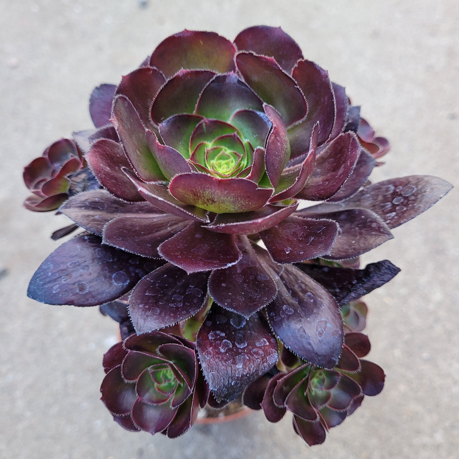 6 Inch Aeonium 'Voodoo' - Giant Red Aeonium Succulent Plant
