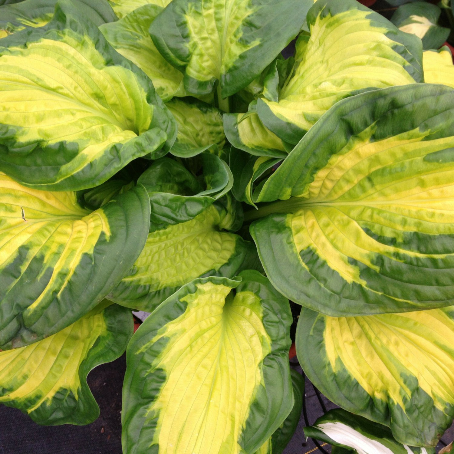 hosta ETCHED GLASS medium new fragrant healthy 2.5" pot = 1 Live Potted Plant