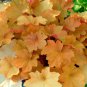 heuchera CARAMEL villosa orange heat coral bells 2.5" pot = 1 Live Potted Plant