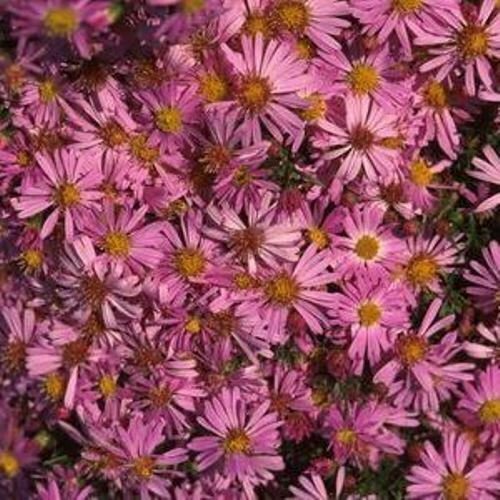 sun aster WOODS PINK compact short native flower 2.5" pot = 1 Live Potted Plant