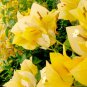 Well Rooted **GOLD** Bougainvillea starter/plug plant*SHIPS BARE ROOT