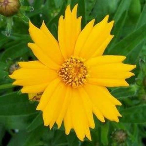 sun coreopsis NANA tickseed mini cute auriculata 2.5" pot = 1 Live Potted Plant