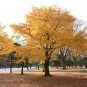 Ginkgo Tree (Maidenhair Tree-Ginkobiloba) - Plants and Seedlings