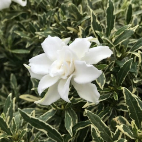 Gardenia Variegatagardenia Jasminoides Plantintensely Fragrant