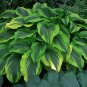 hosta MONTANA AUREOMARGINATA large magestic big 2.5" pot = 1 Live Potted Plant