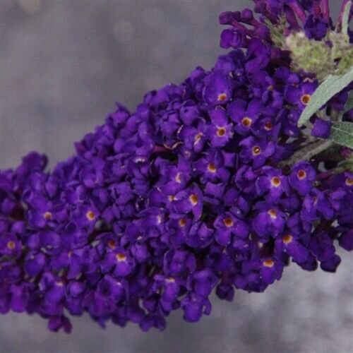 bush buddleia BUZZ MIDNIGHT new butterfly shrub 2.5" pot = 1 Live Potted Plant