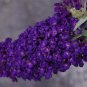 bush buddleia BUZZ MIDNIGHT new butterfly shrub 2.5" pot = 1 Live Potted Plant
