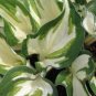hosta LOYALIST medium white wavy disease-free 2.5" pot = 1 Live Potted Plant