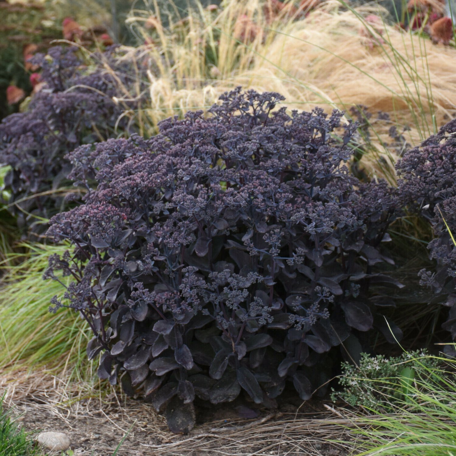sedum BACK IN BLACK new dark drought tolerant 2.5" pot = 1 Live Potted Plant
