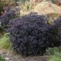 sedum BACK IN BLACK new dark drought tolerant 2.5" pot = 1 Live Potted Plant